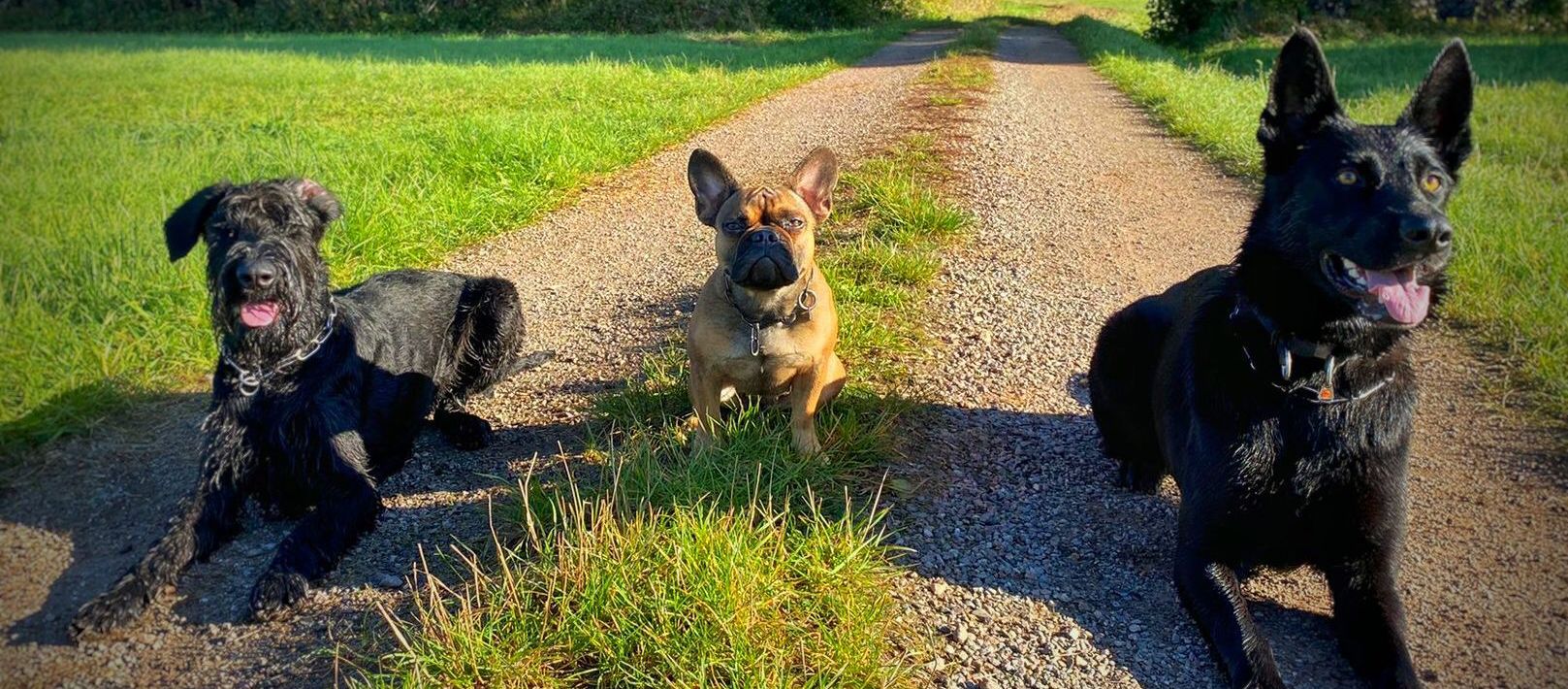 Drei Hunde auf einem Feldweg