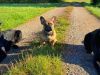 Drei Hunde auf einem Feldweg